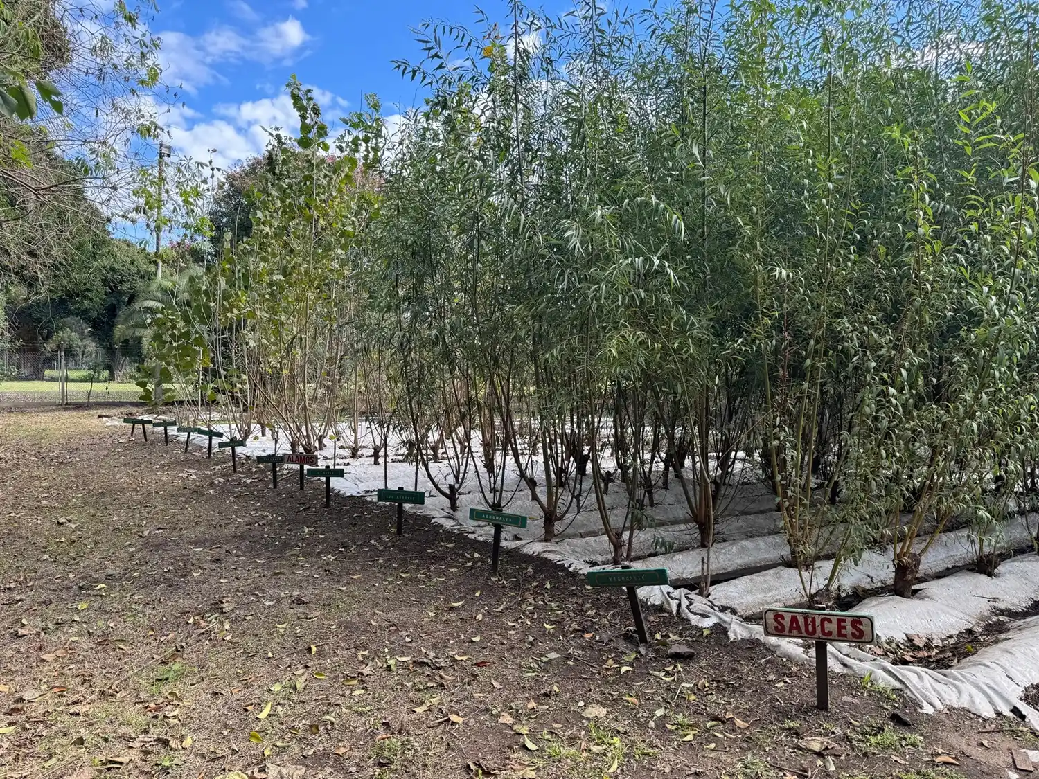 Producción de sauces en el Vivero departamental.