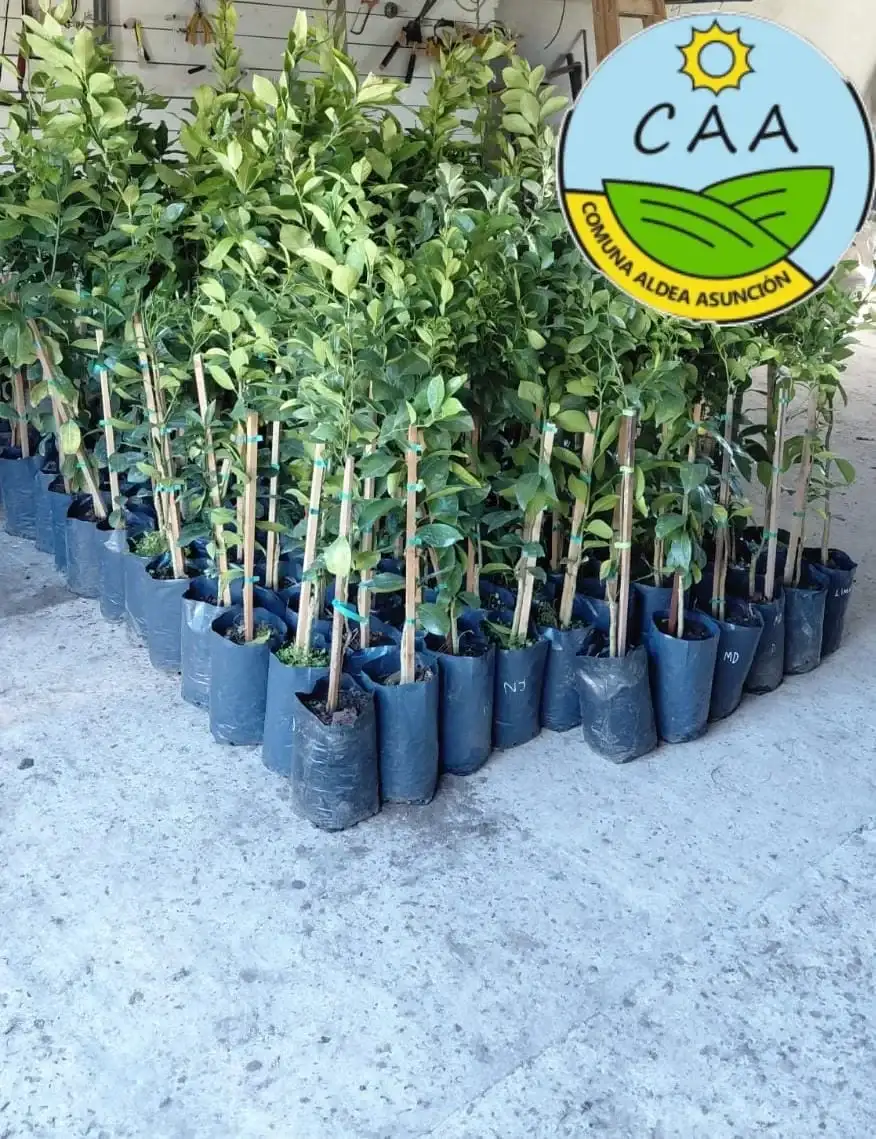 Aldea Asunción entregó cítricos a familias de la localidad