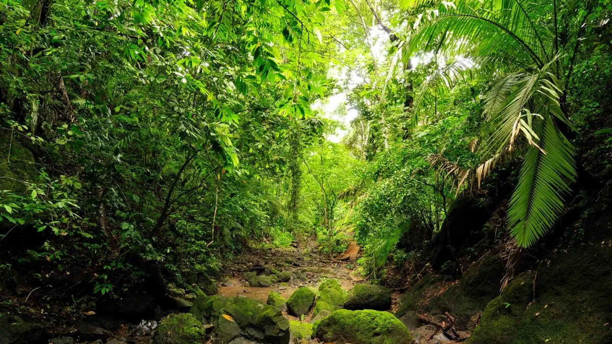 CONOZCAN la TERRIBLE y TENEBROSA Selva del Darién