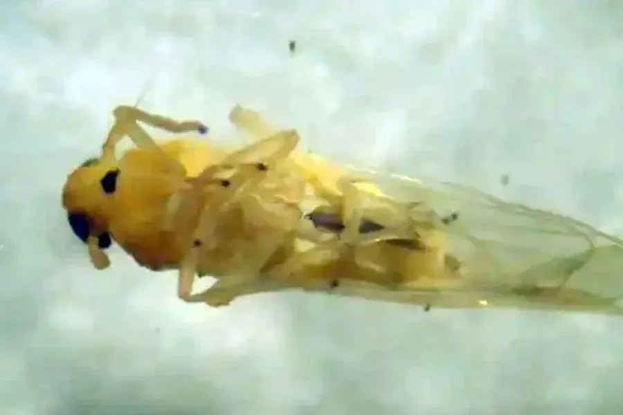 Los primeros ejemplares de "chicharrita africana" en el país fueron detectados en Santa Fe