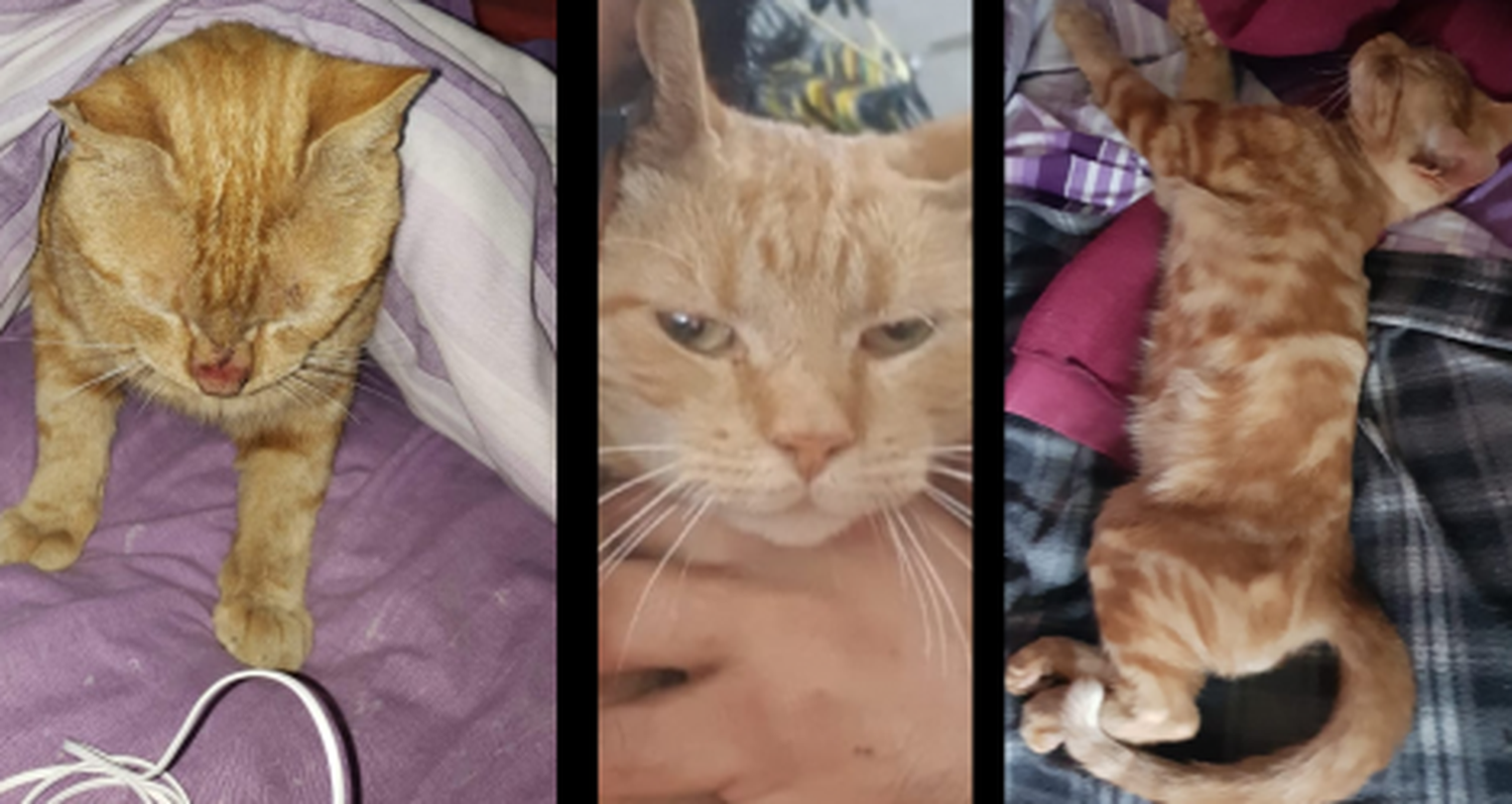 Buscan a José Luis