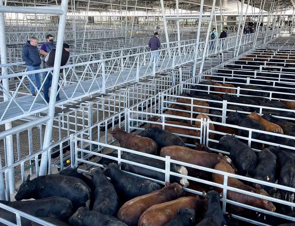 Fuerte reducción en el precio de la hacienda por caída de la demanda