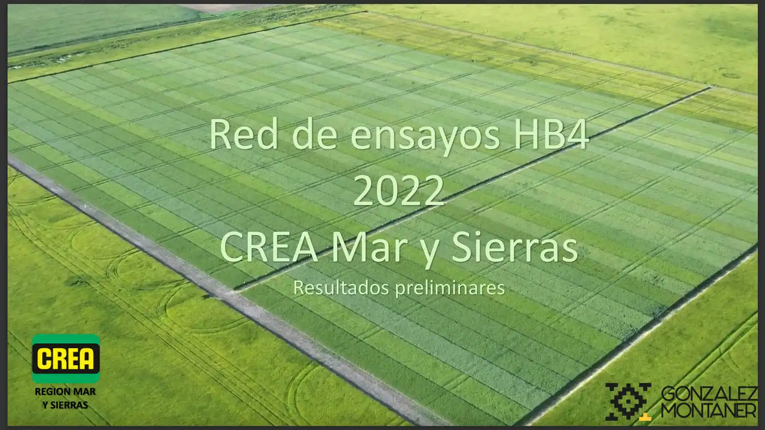 El trigo HB4 no hizo la diferencia en el sudeste