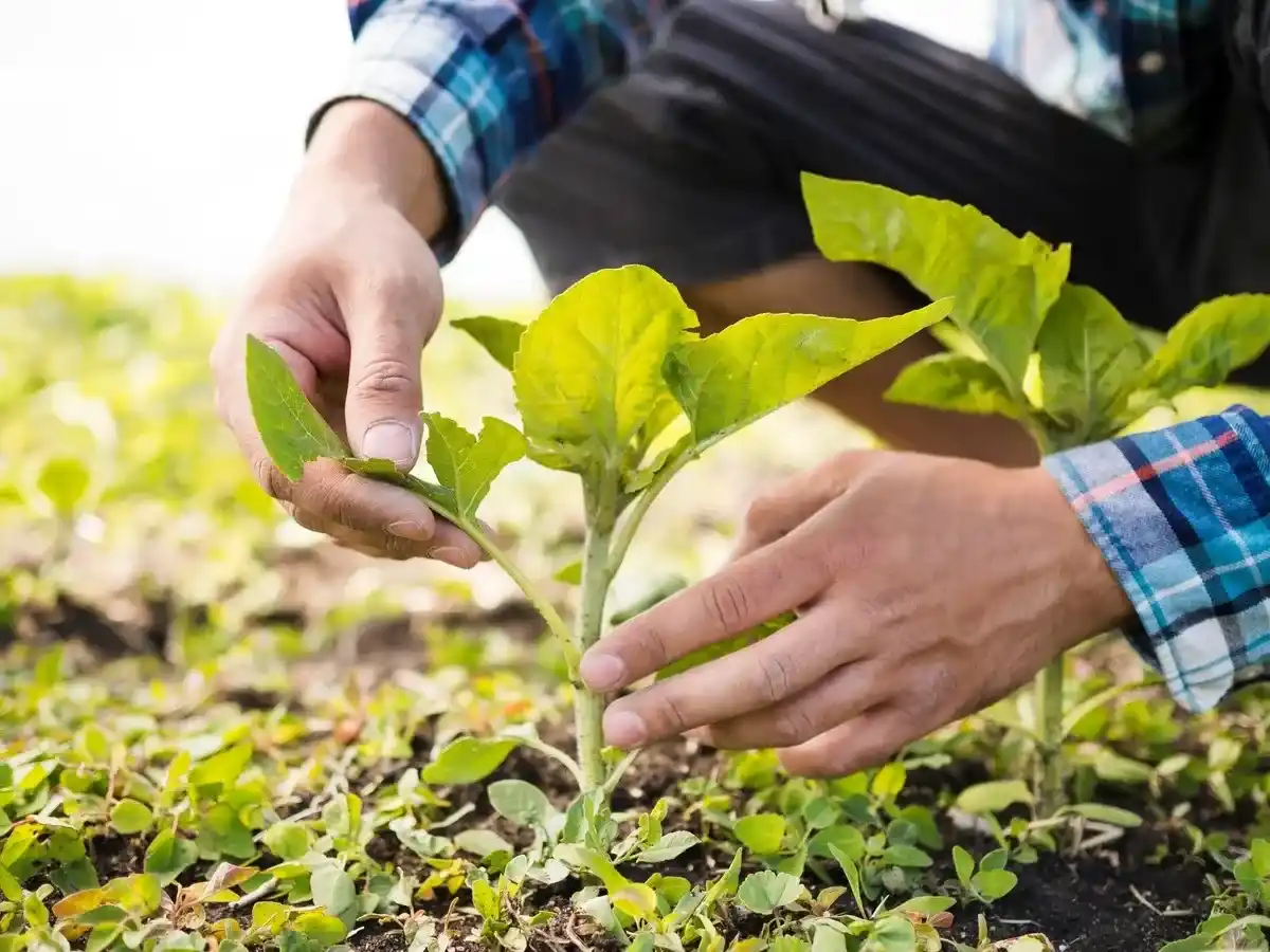 El Rincón del Jardinero: tu jardín también es un vivero