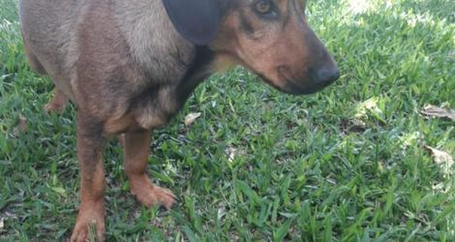 Perrita asustada espera a su dueño #solucionado