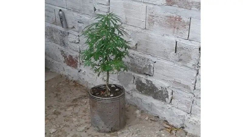 Fueron por un robo y encontraron un invernadero de marihuana
