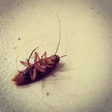 Prohíben el uso de un insecticida para el hogar