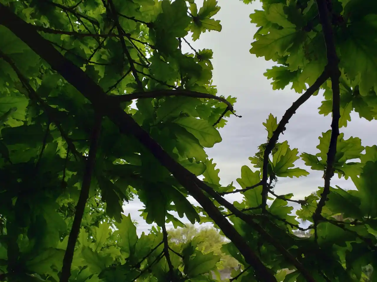 Hay alerta por vientos fuertes para Entre Ríos