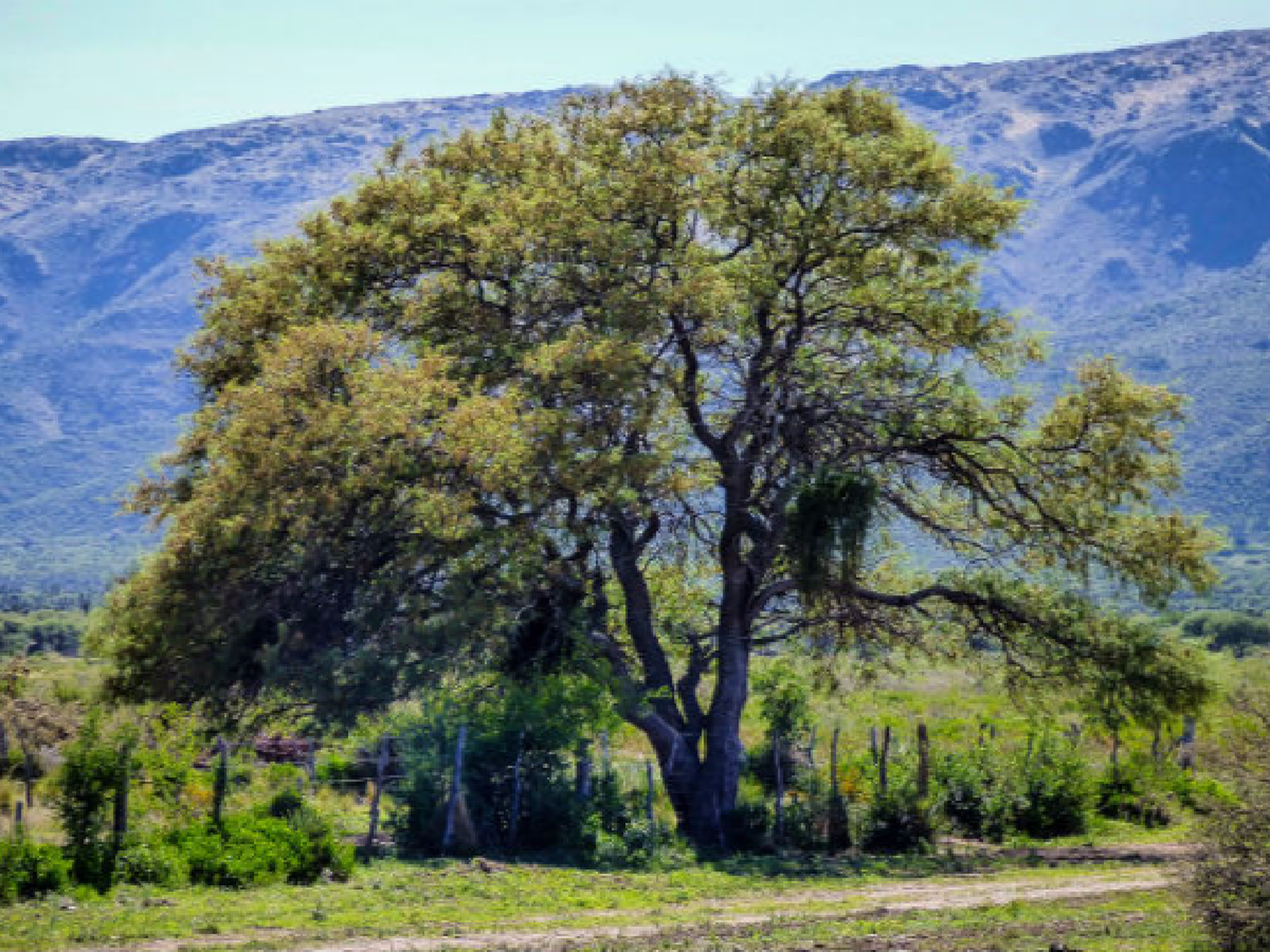 Ley Agroforestal: en diciembre vence plazo para DDJJ