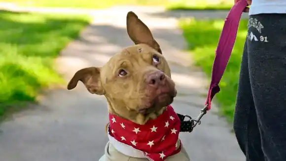 Cambian las ubicaciones para castrar perros y gatos en Mar del Plata