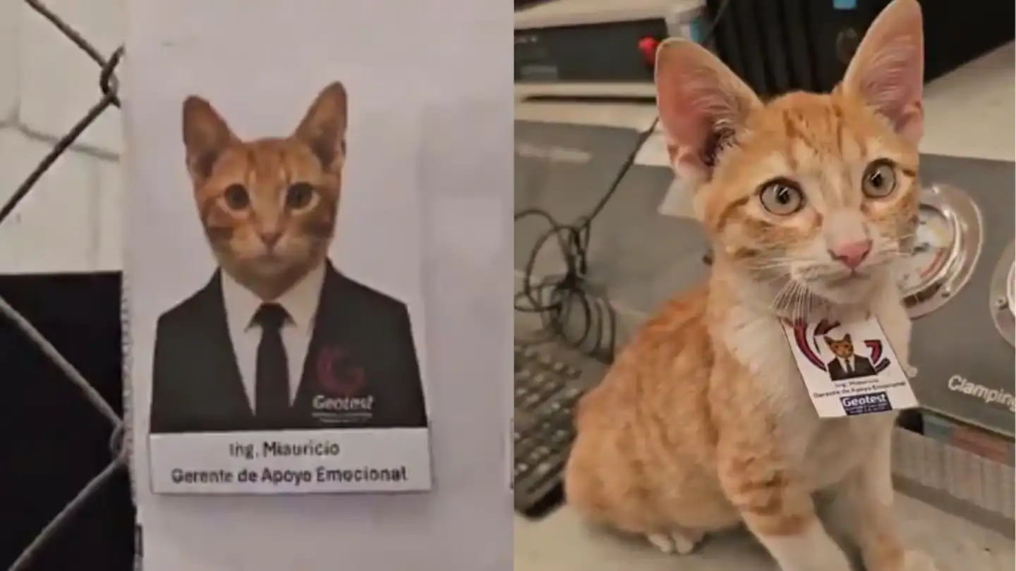 gato viral - 4