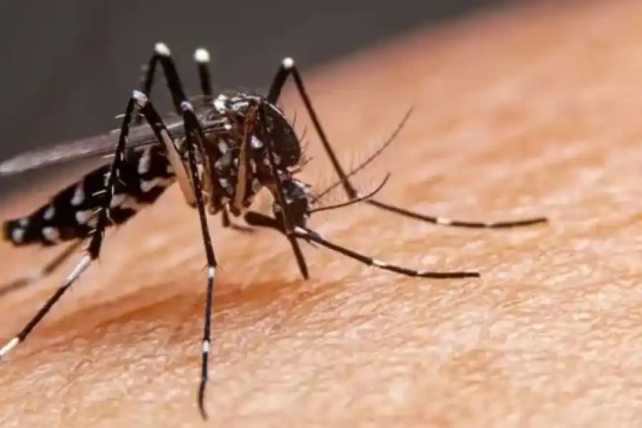 Dengue: son 14 las localidades de la provincia de Santa Fe que ya tienen circulación viral