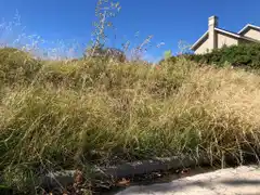 Pastos altos en terrenos baldíos y plazas: preocupación entre vecinos