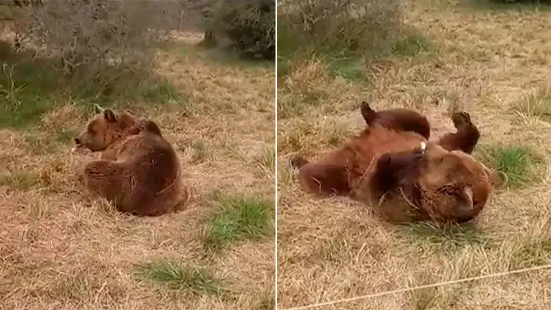 La historia de Kenai: el oso pardo que pasa sus días en un santuario entrerriano