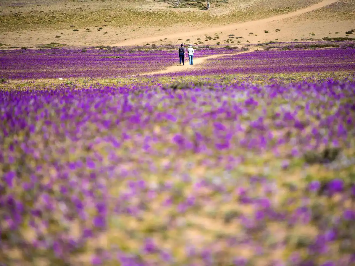 Lluvias de flores en el desierto de Atacama