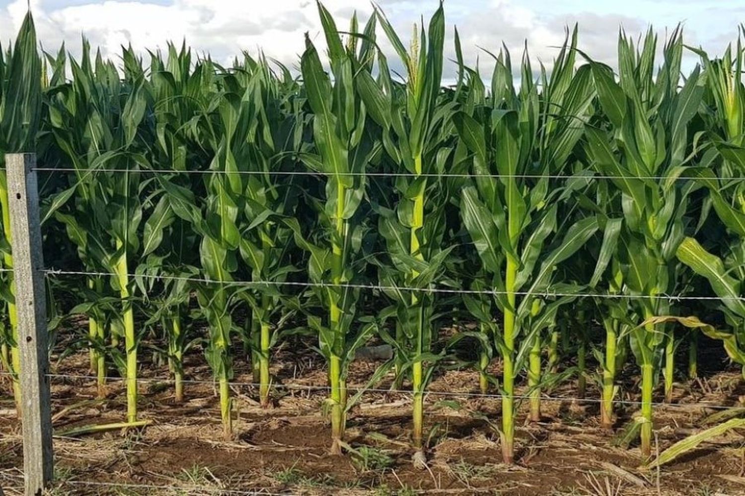 Lote con maíz temprano; en etapa de crecimiento vegetativo, muy buen estado a excelente, en el centro del departamento Castellanos.