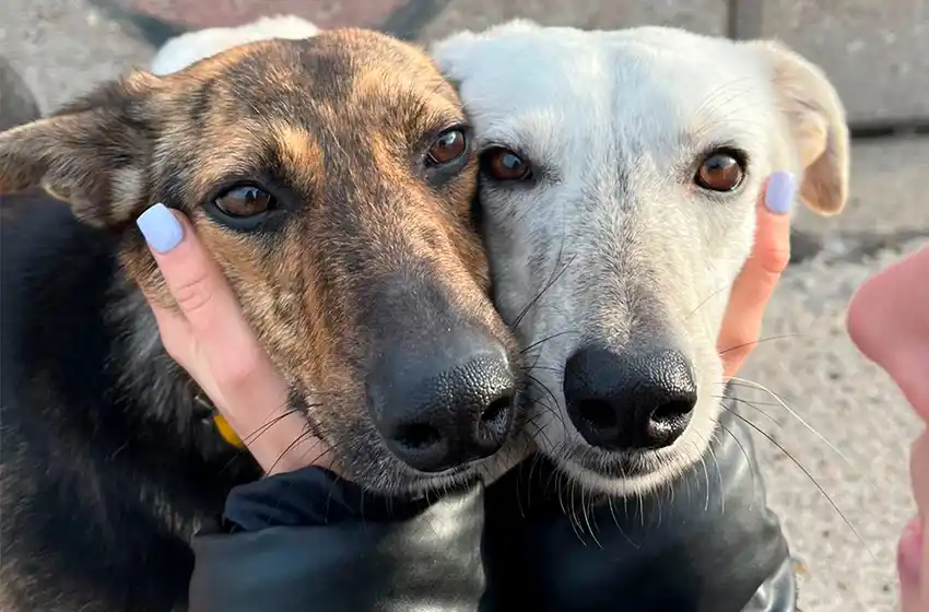 Sin sede, dos marplatenses en la ardua tarea de rescatar animales que buscan hogar