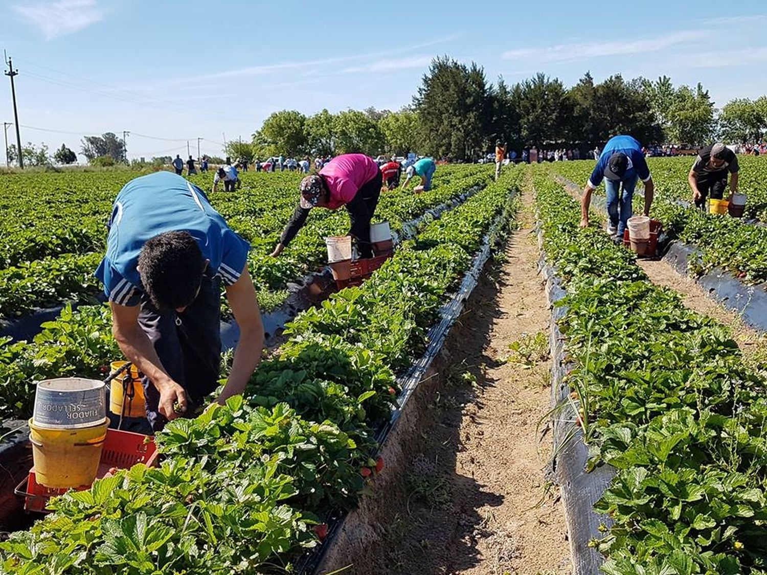 ¿Peligra la cosecha de frutillas?