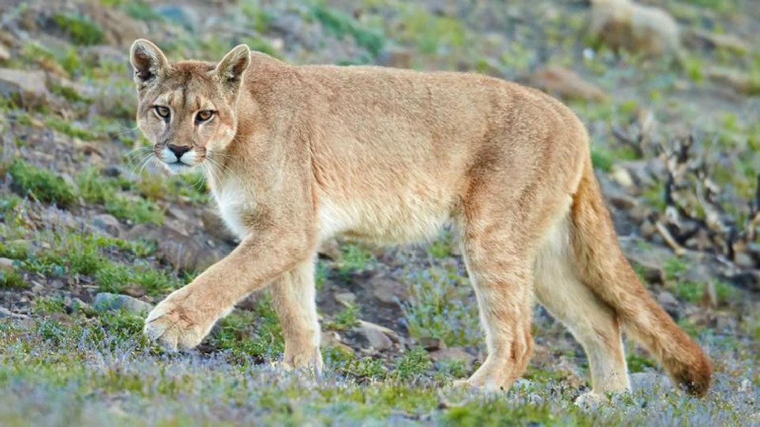 Vecinos en alerta por un puma suelto en la zona del Cristo de las Sierras