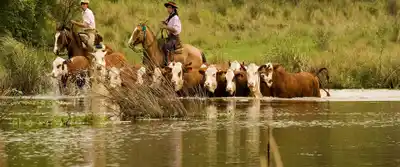 La hacienda en pie subió 5,82% en Entre Ríos durante octubre