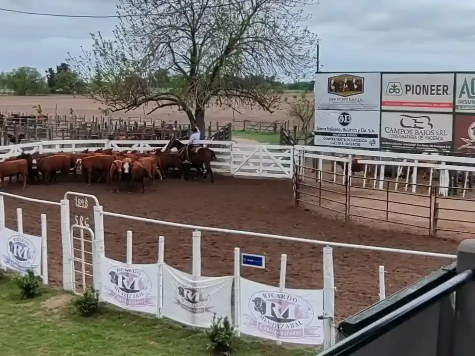 Ricardo Mendizábal realizará hoy un importante remate en la Rural de Gualeguay