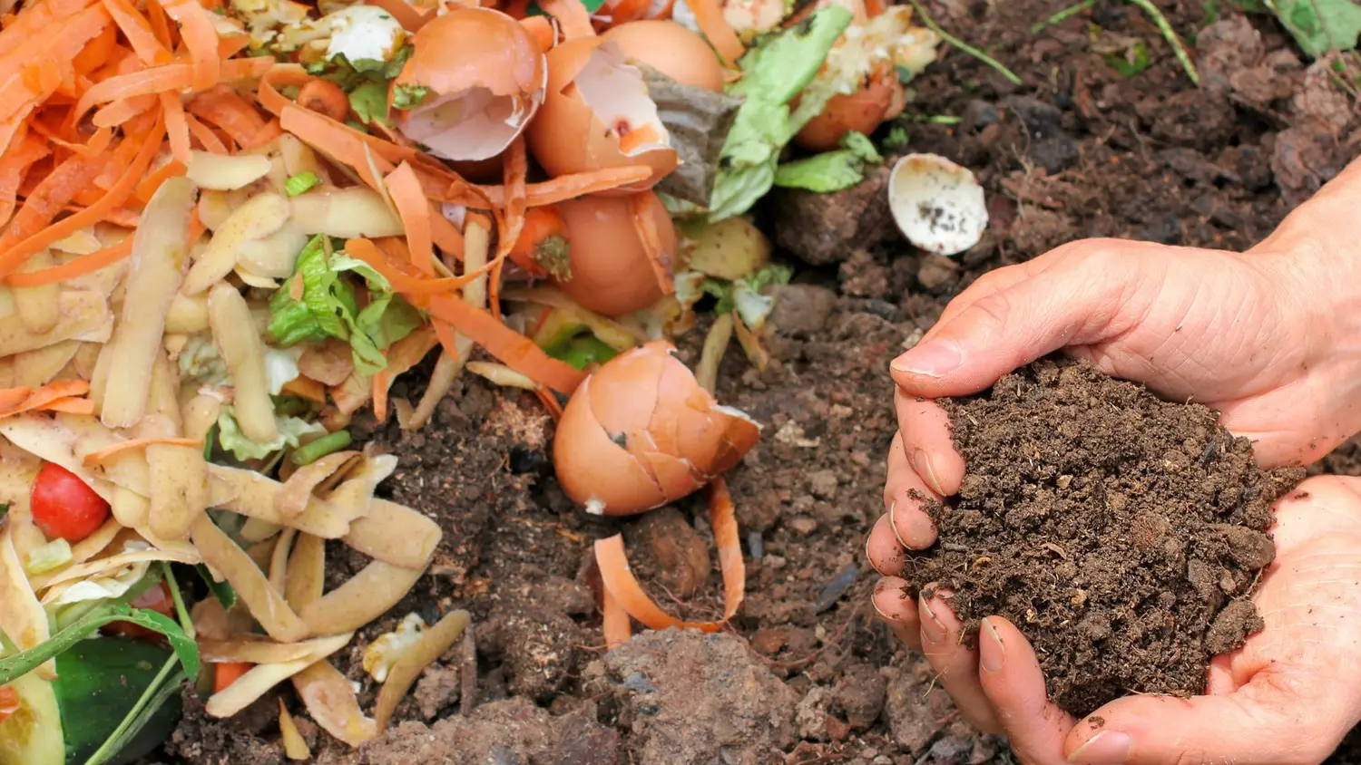 ¿Pelaste zanahorias? No tires las cáscaras: el truco casero que beneficia a tus plantas