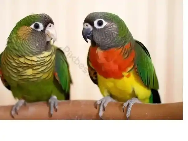 Qué par de pájaros...