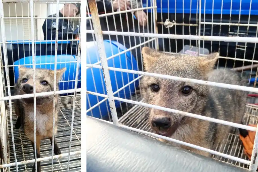 ¡Sorpresa! Se encontraron con un zorro en su casa y tuvieron que llamar a la policía