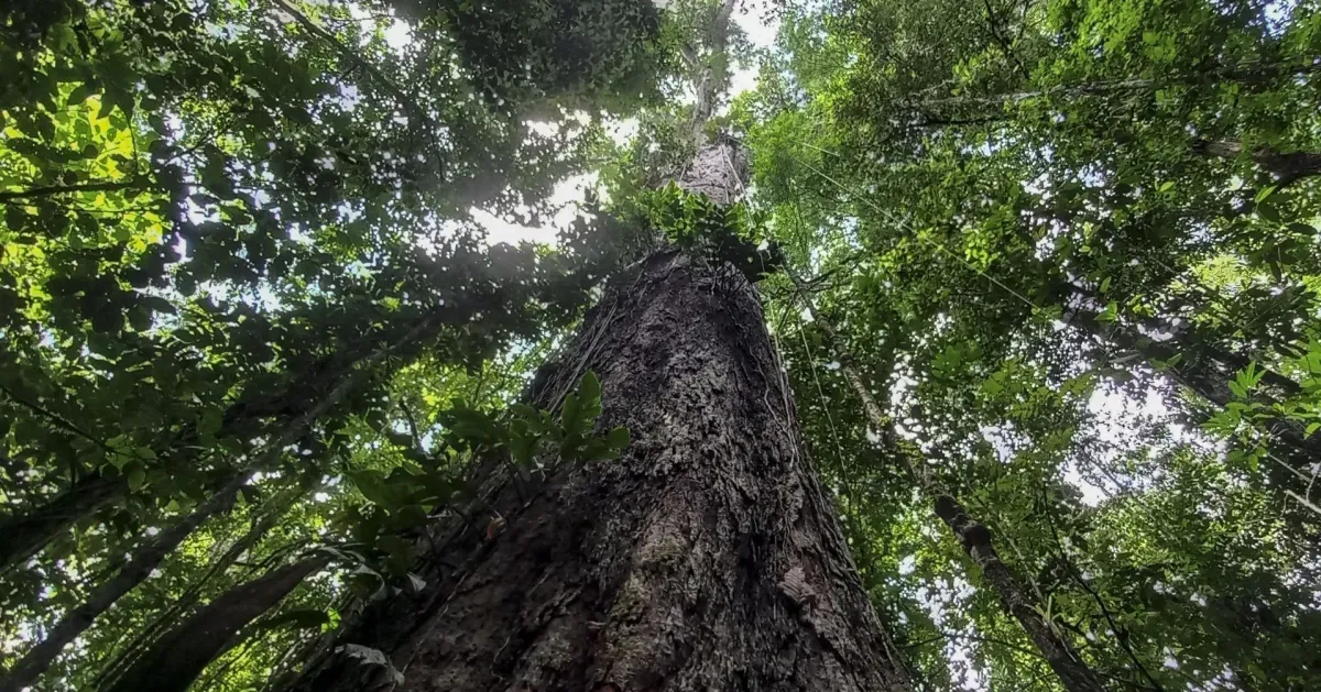 Dónde está y cuánto mide, el árbol más alto de Sudamérica