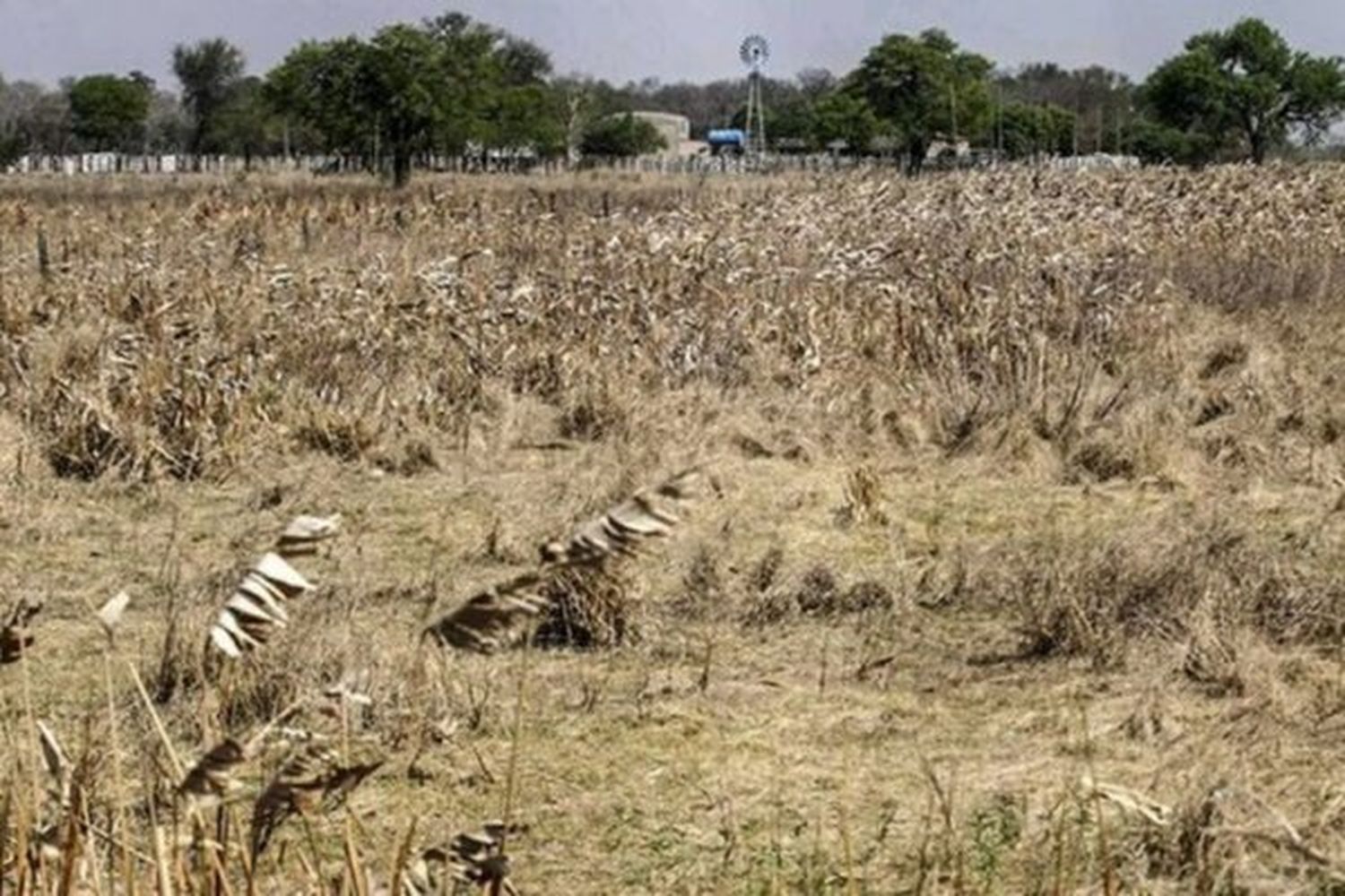 Federación Agraria solicitó la declaración de emergencia agropecuaria para Entre Ríos