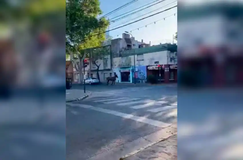 A rienda suelta: un caballo suelto paseó por calles y veredas de Pichincha