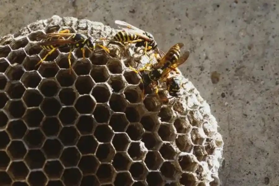 Lo picaron más de 150 avíspas cuando fue a orinar a un árbol