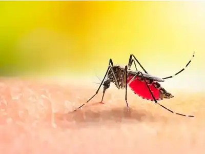 Se confirmó un caso de chikungunya en Entre Ríos