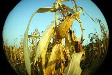 El USDA proyecta una cosecha récord de soja en Estados Unidos