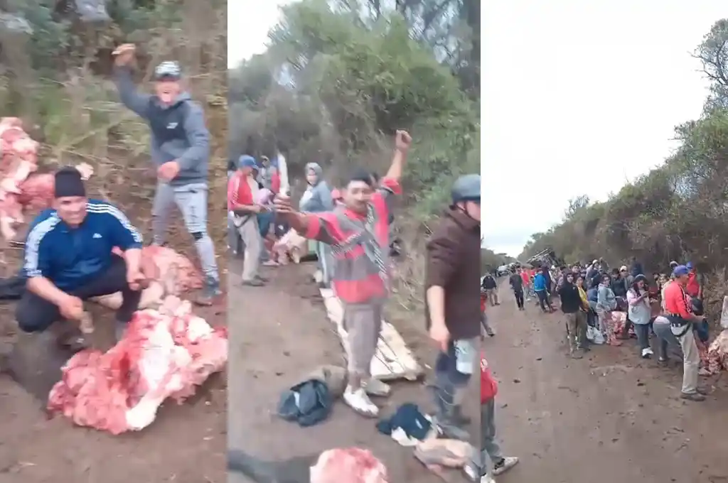 Imágenes insólitas: vecinos faenaron animales muertos tras el vuelco de un camión jaula en Morteros