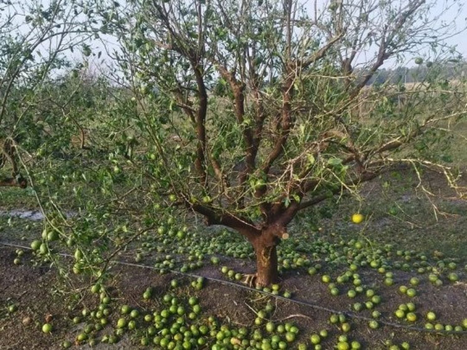 Trabajan para asistir a productores entrerrianos afectados por el granizo