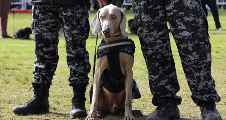 Quién es Bruno, el perro de búsqueda que guía el rastrillaje para encontrar al prófugo Roberto Ramón Romero