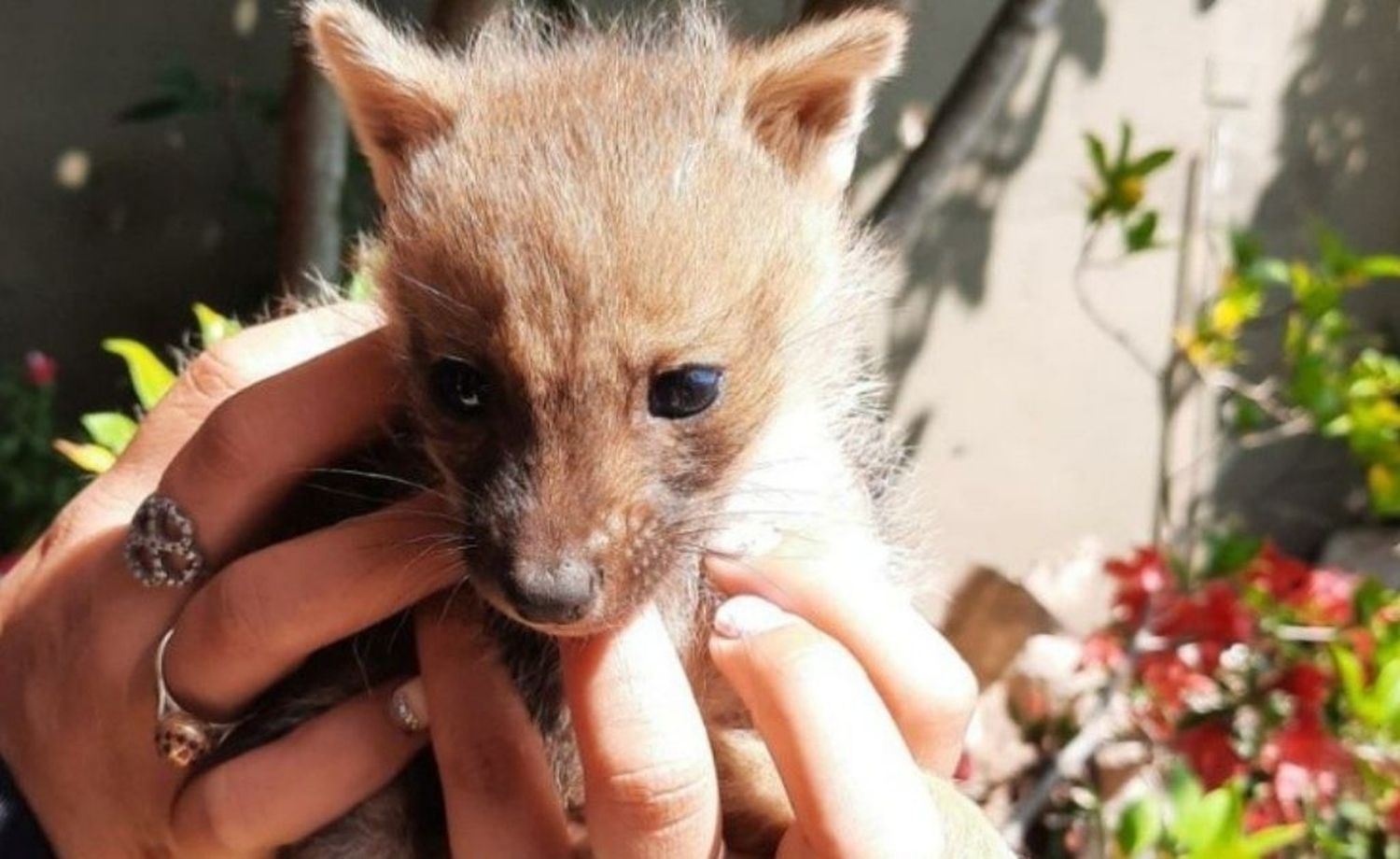 Rosario: dos zorros grises cachorros fueron rescatados en zona norte