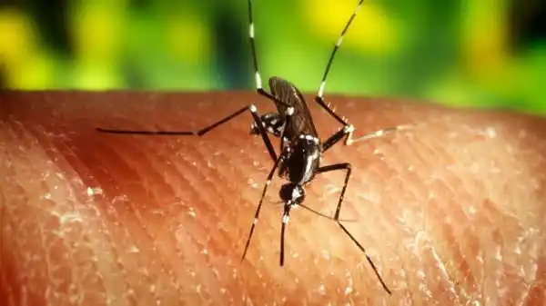Por qué los mosquitos pican a algunas personas y a otras no