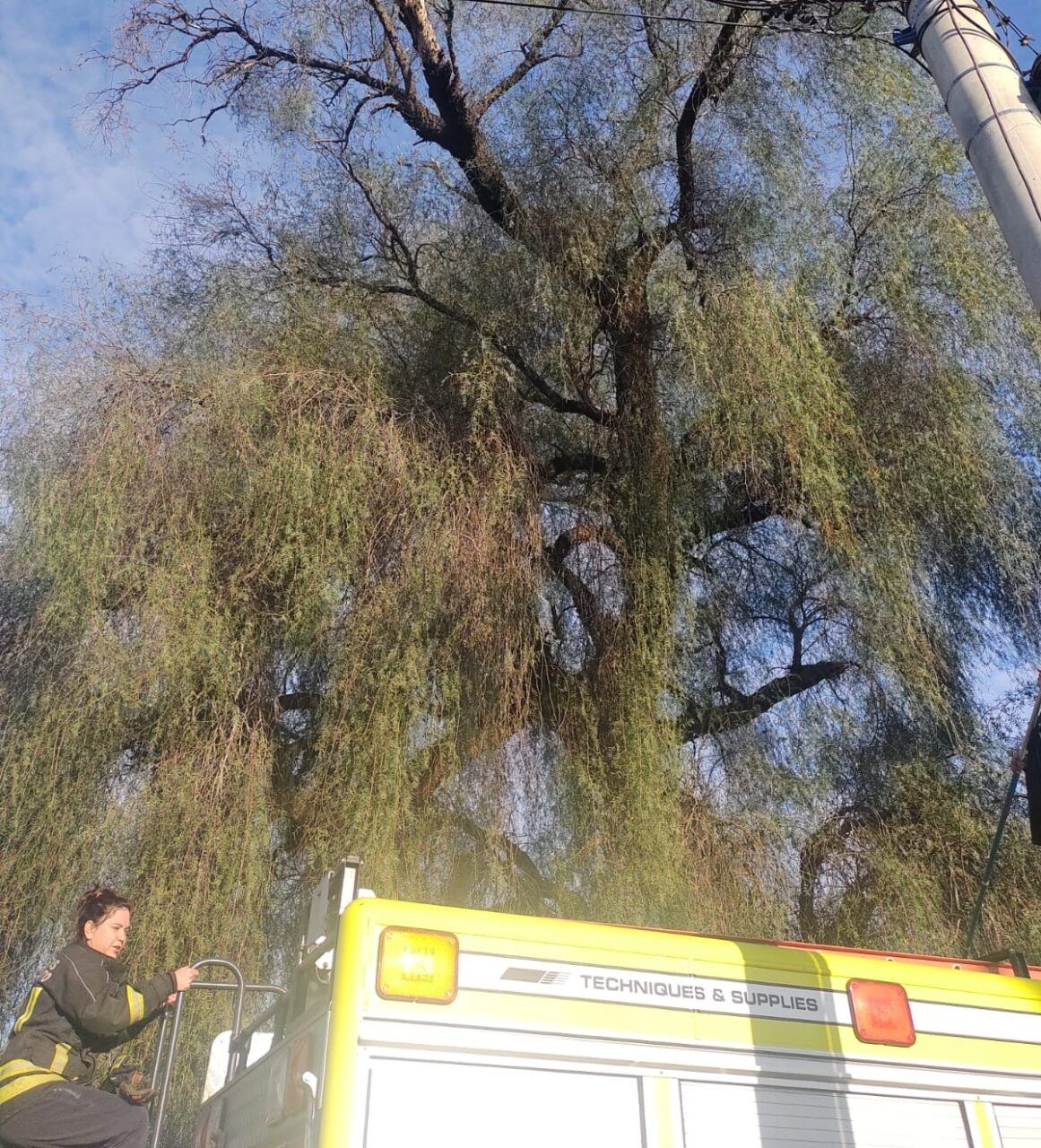 Tarde de perros y de gatos para los bomberos de Venado