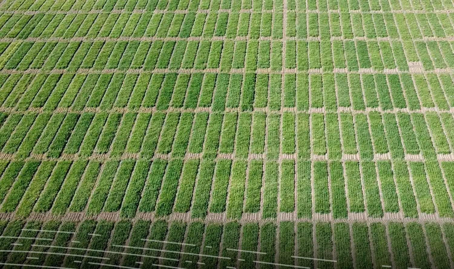 La avena, un verdeo que siempre tiene novedades
