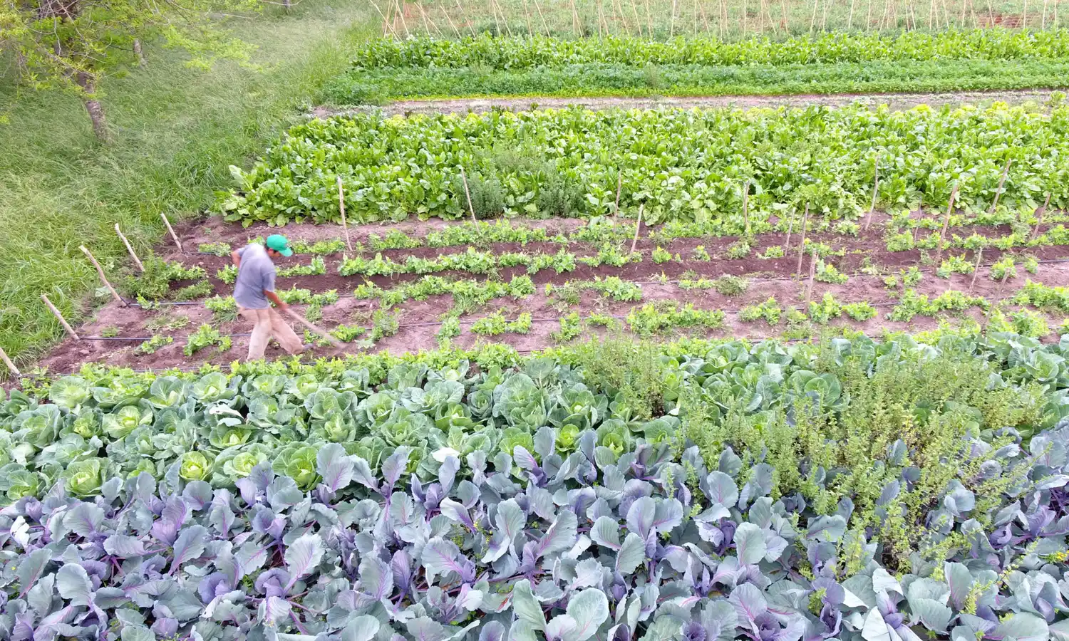 Santo Tomé: Actualización de datos del Monotributo Social Agropecuario