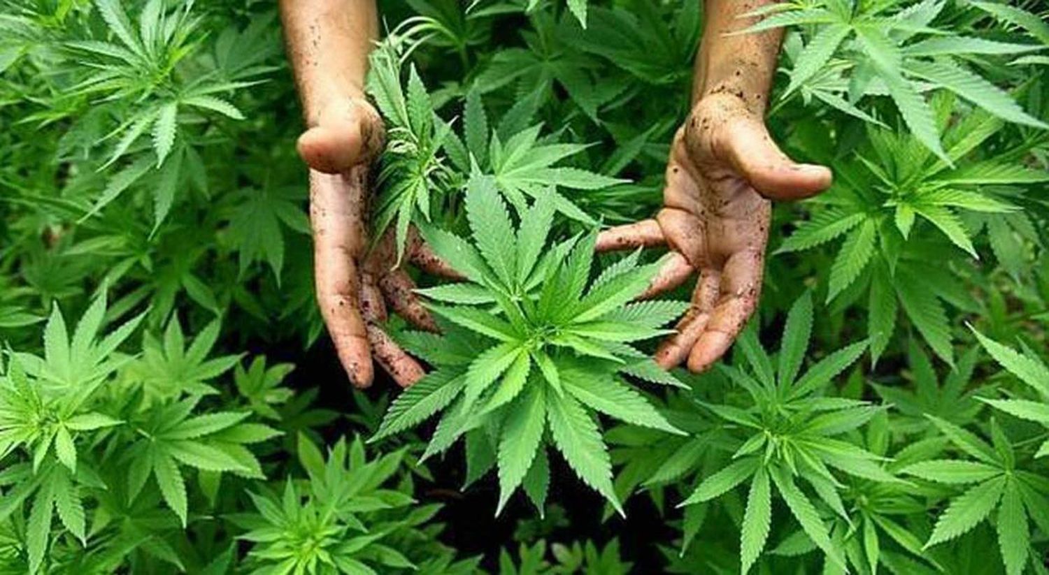 Rivadavia: Concejo Deliberante aprueba creación del Registro de Auto Cultivadores de Cannabis