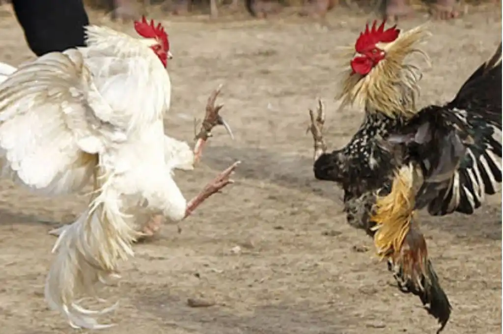 Un gallo mató a su dueño con una cuchilla durante una pelea ilegal