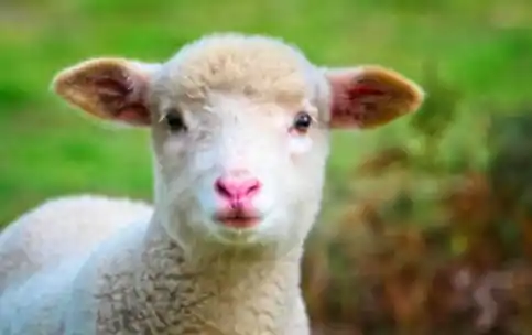La pelea vecinal se generó debido al presunto robo de un cordero.