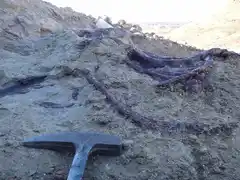 El Conicet descubrió una nueva especie de dinosaurio en Chubut