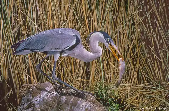 Reconocimiento internacional para el fotógrafo chascomunense Emilio Mariano Gutiérrez
