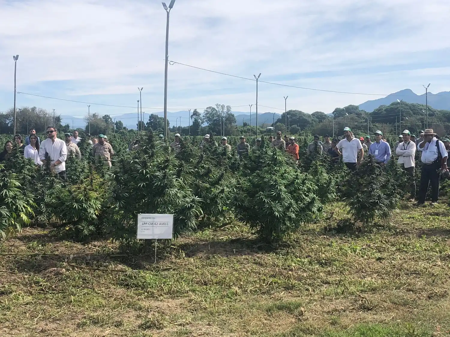Jujuy: Inició la cosecha de cannabis medicinal de producción pública en 35 hectáreas 