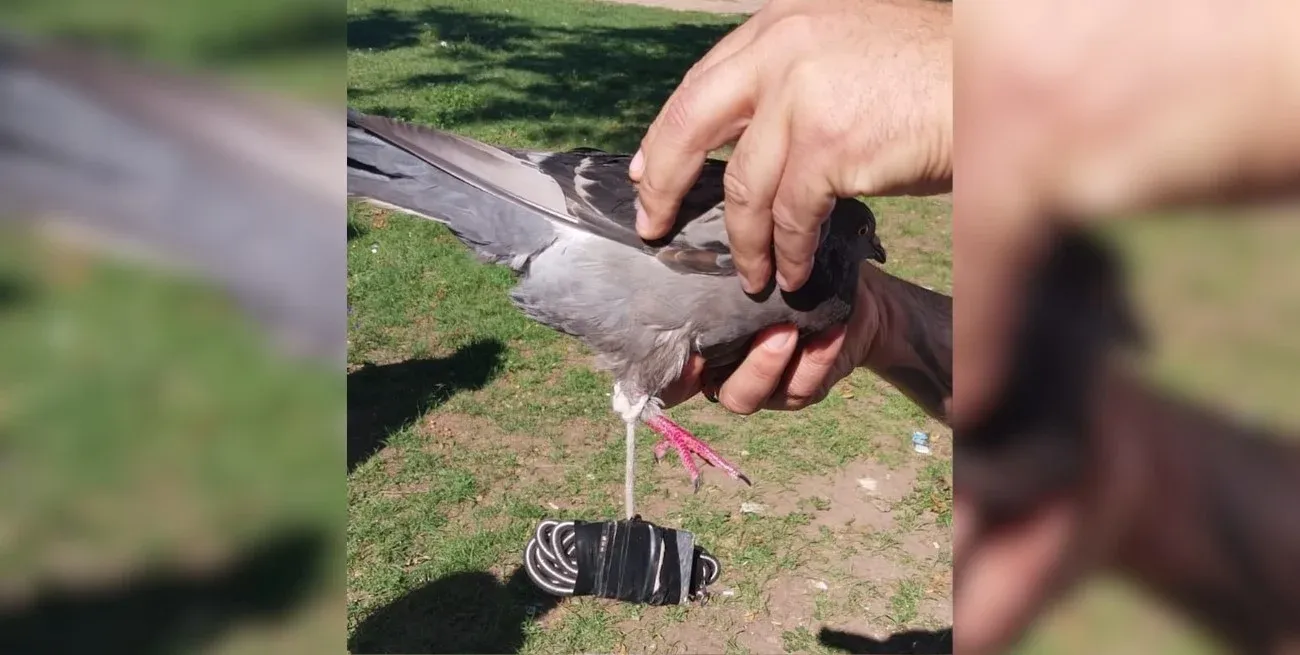 No es la primera vez que se detectan palomas para ingresar drogas u otros elementos a los establecimientos penitenciarios.