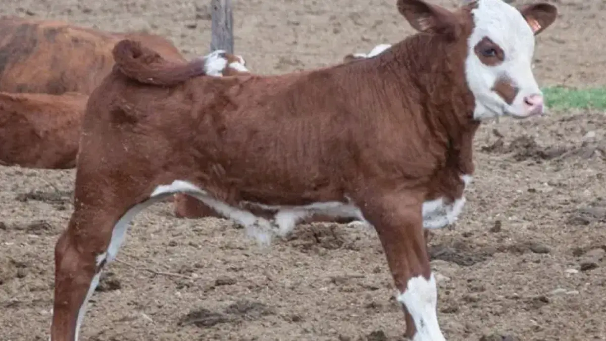 Increíble: robaron un ternero con rabia, lo faenaron, vendieron la carne y ahora todo un pueblo está en alerta